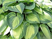 HOSTA JUNE