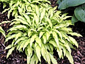 HOSTA KABITAN