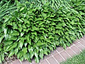 HOSTA LANCIFOLIA