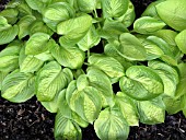 HOSTA LITTLE SUNSPOT