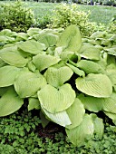 HOSTA PIEDMONT GOLD