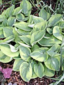 HOSTA TOKUDAMA FLAVO-CIRCINALIS