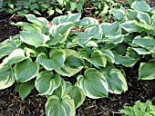 HOSTA VENTRICOSA AUREO MARGINATA