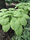 HOSTA ZOUNDS