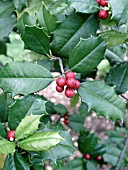 ILEX OPACA AMERICAN HOLLY