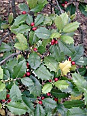 ILEX OPACA, (AMERICAN HOLLY)