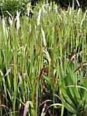 IMPERATA CYLINDRICA RED BARON