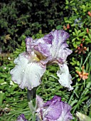 IRIS GERMANICA AUTUMN TRYST