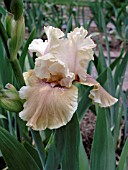 IRIS GERMANICA CAMEO KISS