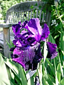 IRIS GERMANICA MIDNIGHT FRAGRANCE