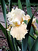 IRIS GERMANICA NEW DAY DAWNING