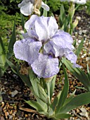 IRIS PUMILA AZ AP