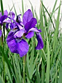 IRIS SIBIRICA CAESARS BROTHER