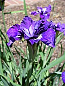 IRIS SIBIRICA CARMEN JEANNE