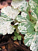 LEAF MINER DAMAGE ON AQUILEGIA