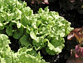 LETTUCE NEVADA