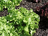 LETTUCE SALAD BOWL