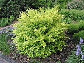 LIGUSTRUM X VICARYI