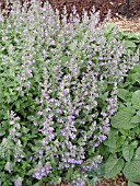 NEPETA RACEMOSA WALKERS LOW