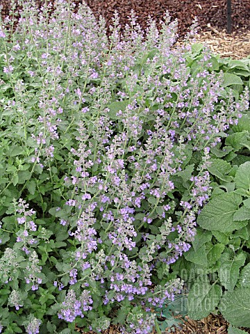 NEPETA_RACEMOSA_WALKERS_LOW