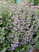 NEPETA RACEMOSA WALKERS LOW