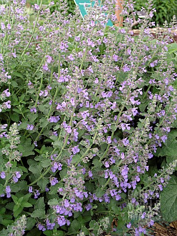 NEPETA_RACEMOSA_WALKERS_LOW