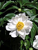 PAEONIA SUFFRUTICOSA