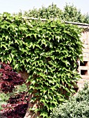 PARTHENOCISSUS TRICUSPIDATA