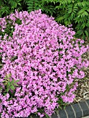PHLOX PILOSA OZARKANA