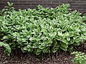 POLYGONATUM ODORATUM VARIEGATUM