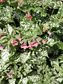 PULMONARIA BERRIES AND CREAM