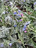 PULMONARIA LONGIFLORA BETRAM ANDERSON