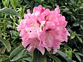 RHODODENDRON MADRID