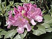 RHODODENDRON ROSEUM ELEGANS