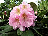 RHODODENDRON SCINTILLATION