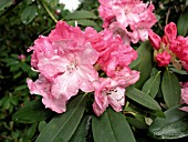 RHODODENDRON SOLIDARITY