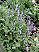 SALVIA SYLVESTRIS BLUE HILL