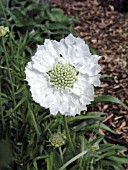 SCABIOSA CAUCASICA PERFECTA