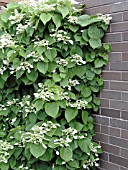 SCHIZOPHRAGMA HYDRANGEOIDES