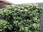 SCHIZOPHRAGMA HYDRANGEOIDES