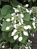 SCHIZOPHRAGMA HYDRANGEOIDES