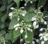 SCHIZOPHRAGMA HYDRANGEOIDES