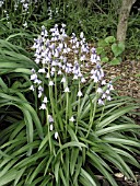 SCILLA CAMPANULATA