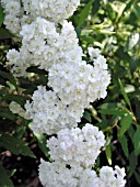 SPIRAEA CANTONIENSIS LANCEATA