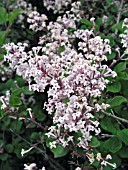 SYRINGA MEYERI