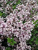 SYRINGA MEYERI