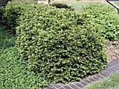 TAXUS HEDGE