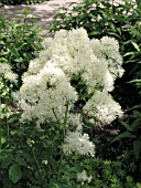 THALICTRUM AQUILEGIFOLIUM ALBA