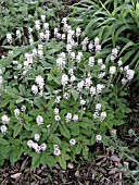 TIARELLA DARK STAR