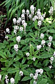 TIARELLA DARK STAR